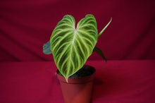Load image into Gallery viewer, Philodendron Verrucosum
