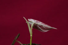 Load image into Gallery viewer, Philodendron Verrucosum "Verde"
