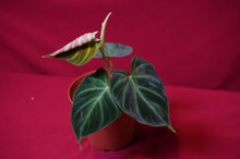 Load image into Gallery viewer, Philodendron Verrucosum "Verde"
