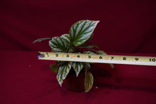 Load image into Gallery viewer, Begonia Species u604
