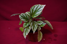 Load image into Gallery viewer, Begonia Species u604
