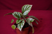 Load image into Gallery viewer, Begonia Species u604
