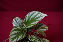Load image into Gallery viewer, Begonia Species u604
