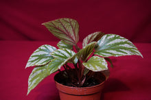 Load image into Gallery viewer, Begonia Species u604
