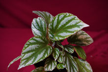 Load image into Gallery viewer, Begonia Species u604
