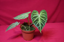 Load image into Gallery viewer, Philodendron Verrucosum "Mini"
