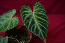 Load image into Gallery viewer, Philodendron Verrucosum "Mini"
