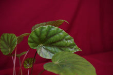Load image into Gallery viewer, Begonia Species U545
