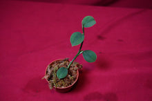 Load image into Gallery viewer, Philodendron Pteropus Aff
