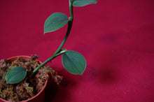 Load image into Gallery viewer, Philodendron Pteropus Aff
