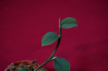 Load image into Gallery viewer, Philodendron Pteropus Aff
