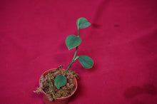 Load image into Gallery viewer, Philodendron Pteropus Aff
