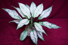 Load image into Gallery viewer, Aglaonema Super White
