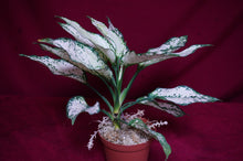 Load image into Gallery viewer, Aglaonema Super White
