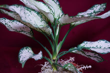 Load image into Gallery viewer, Aglaonema Super White

