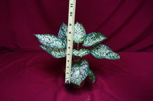 Load image into Gallery viewer, Aglaonema Anyamanee
