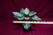 Load image into Gallery viewer, Aglaonema Anyamanee
