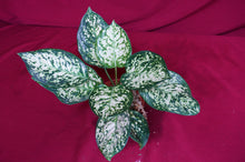 Load image into Gallery viewer, Aglaonema Anyamanee
