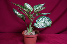Load image into Gallery viewer, Aglaonema Anyamanee

