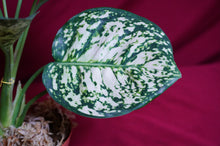 Load image into Gallery viewer, Aglaonema Anyamanee
