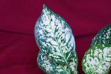 Load image into Gallery viewer, Aglaonema Anyamanee
