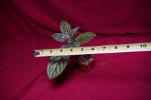 Load image into Gallery viewer, Episcia Corrugada
