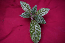 Load image into Gallery viewer, Episcia Corrugada
