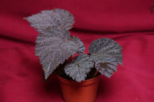 Load image into Gallery viewer, Begonia Species U485
