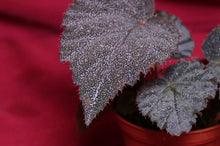Load image into Gallery viewer, Begonia Species U485
