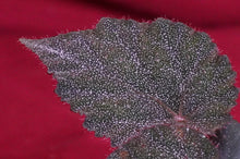 Load image into Gallery viewer, Begonia Species U485
