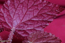 Load image into Gallery viewer, Begonia Species U485
