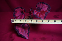 Load image into Gallery viewer, Begonia SOAK's Unnamed #1

