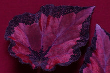 Load image into Gallery viewer, Begonia SOAK's Unnamed #1
