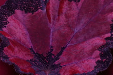 Load image into Gallery viewer, Begonia SOAK's Unnamed #1
