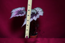 Load image into Gallery viewer, Begonia SOAK's Silver Panther
