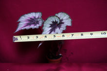 Load image into Gallery viewer, Begonia SOAK's Silver Panther
