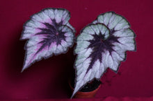 Load image into Gallery viewer, Begonia SOAK's Silver Panther
