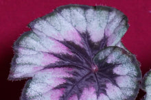 Load image into Gallery viewer, Begonia SOAK's Silver Panther

