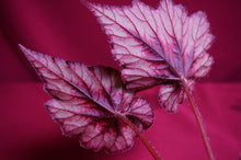 Load image into Gallery viewer, Begonia SOAK's Silver Panther
