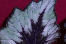 Load image into Gallery viewer, Begonia SOAK's Silver Panther
