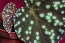 Load image into Gallery viewer, Begonia U641
