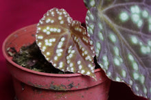 Load image into Gallery viewer, Begonia U641
