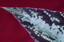 Load image into Gallery viewer, Begonia U642 Curtisii
