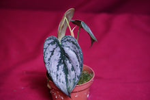 Load image into Gallery viewer, Philodendron Brandtianum
