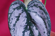 Load image into Gallery viewer, Philodendron Brandtianum
