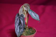Load image into Gallery viewer, Philodendron Brandtianum
