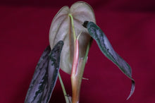 Load image into Gallery viewer, Philodendron Brandtianum
