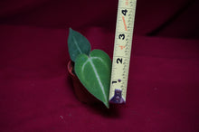Load image into Gallery viewer, Anthurium Magnificum Seedling
