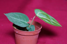 Load image into Gallery viewer, Anthurium Magnificum Seedling
