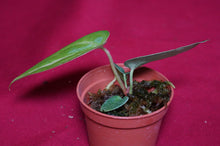 Load image into Gallery viewer, Anthurium Magnificum Seedling
